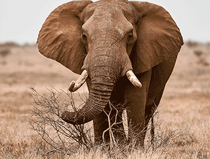 Negocios fiduciarios Negocios fiduciarios