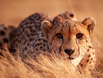 Centro de negocios virtual Centro de negocios virtual